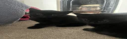 Mixed Breed cats for sale: Beautiful fluffy black kittens - Advert 5