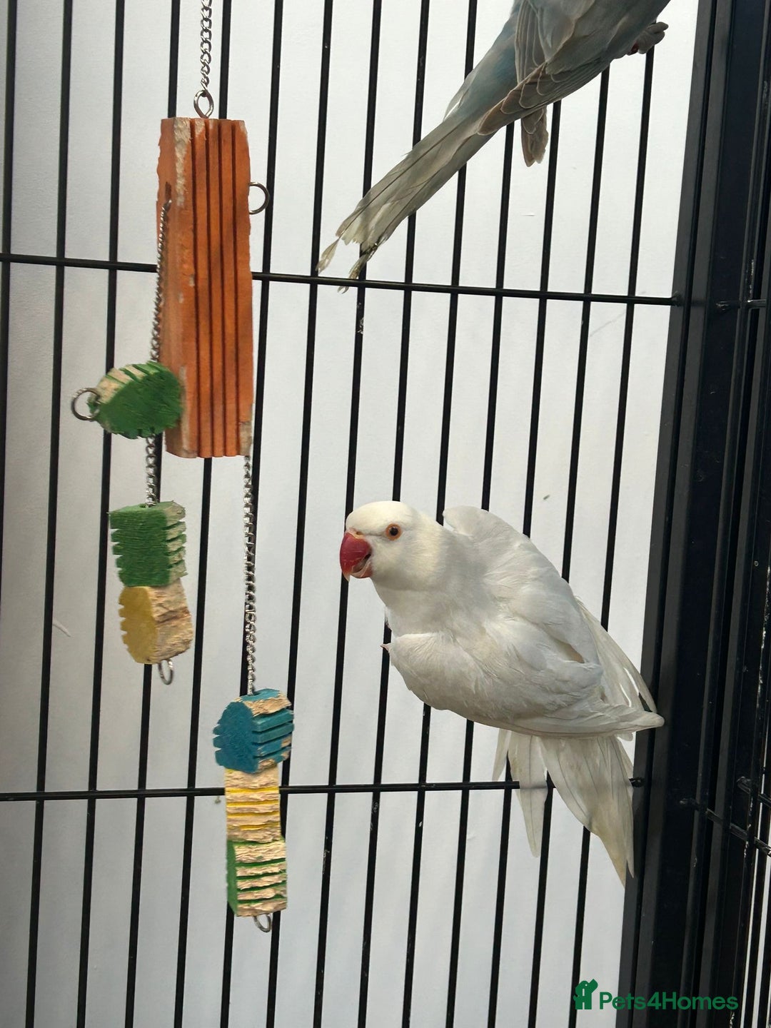 Ringnecks birds for sale: Stunning Baby Indian Ringnecks  - Advert 5