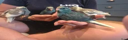 Parakeets birds for sale: Kakariki babies  - Advert 13