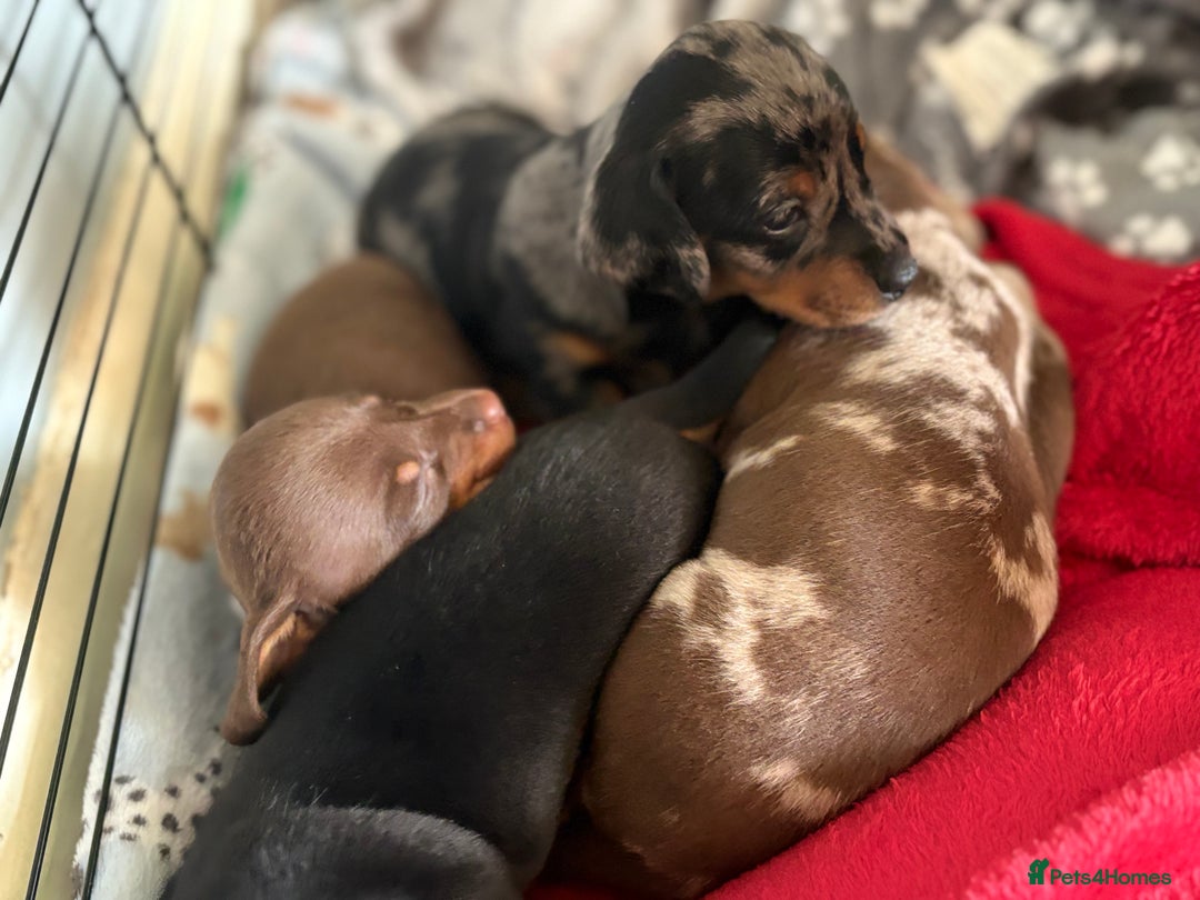 Miniature Dachshund dogs for sale: 3 boys and 1 girl  - Image 13