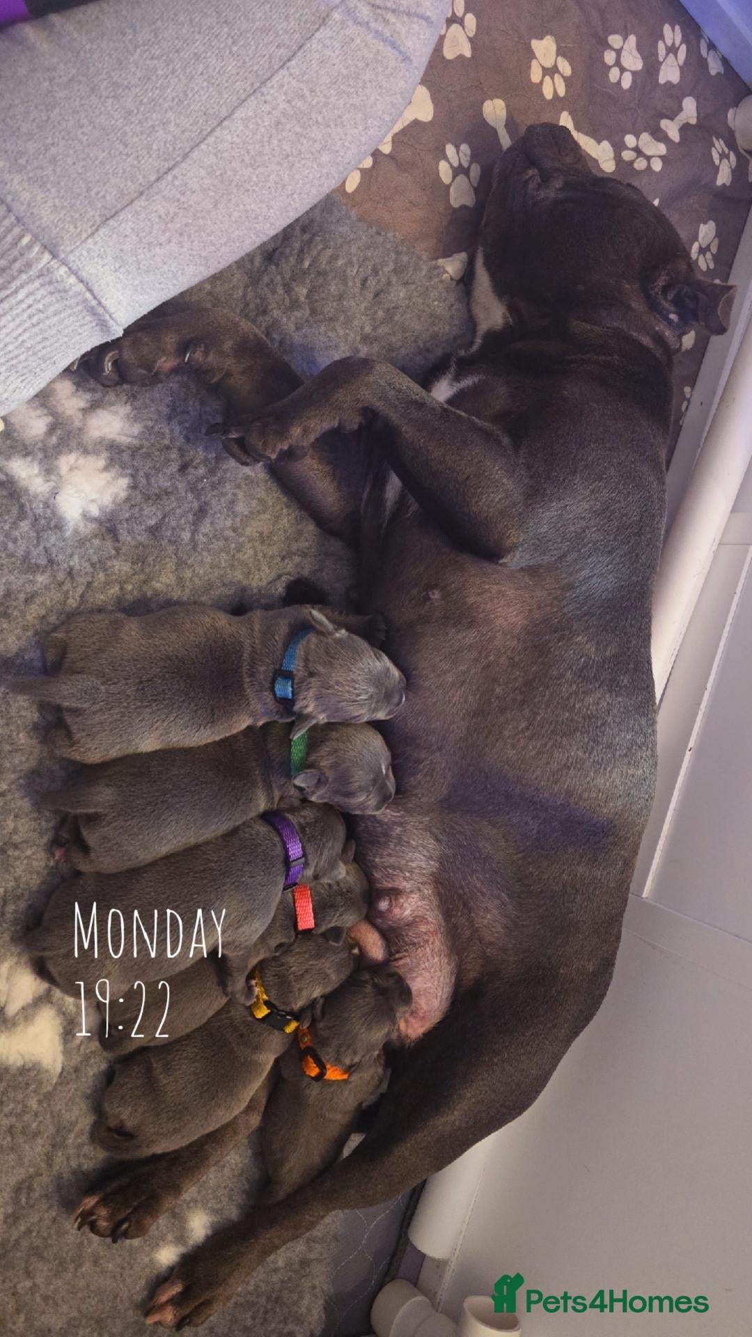 Staffordshire Bull Terrier dogs for sale: 🔥 Stunning Blue Staffie Pups 🐾 - Advert 19