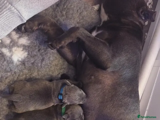 Staffordshire Bull Terrier dogs for sale: 🔥 Stunning Blue Staffie Pups 🐾 - Advert 19