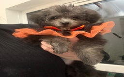 Maltipoo dogs for sale: RARE SILVER Teddy asian Maltipoo FULLY VACCINATED  - Image 3