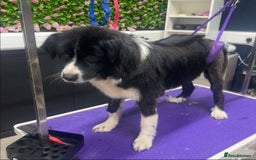 Mixed Breed dogs for adoption: Meet Cassy, currently residing in Essex  - Image 3