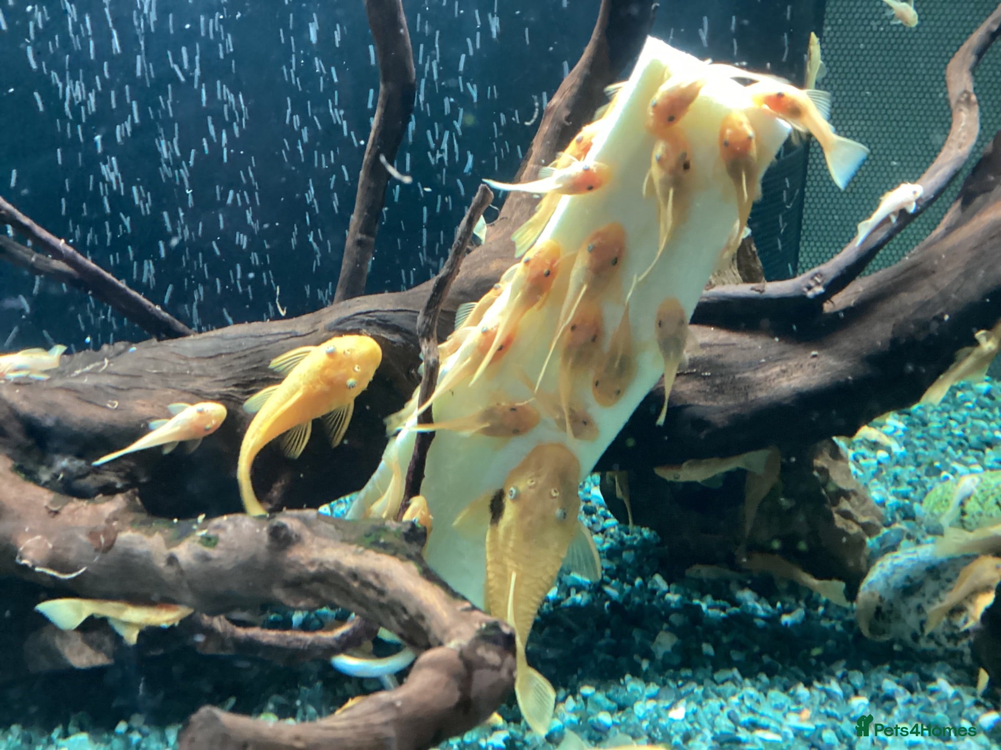 Plecos fish Blue-eyed lemon bristlenose Pleco juvenile  - Advert 2