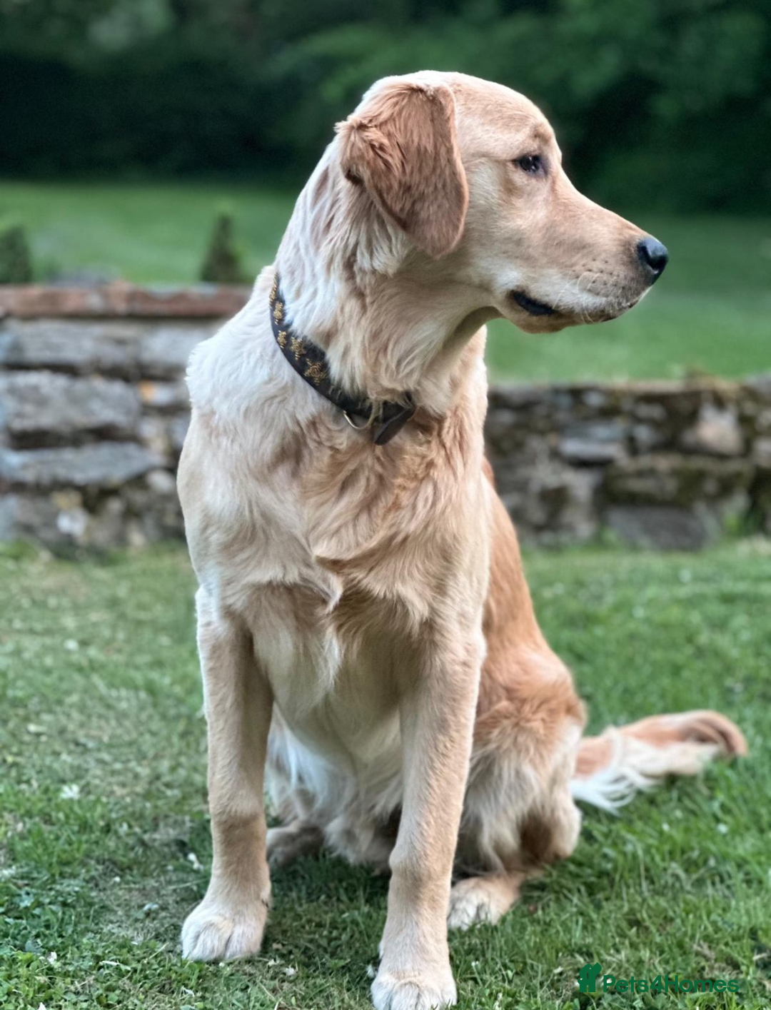 Golden Retriever dogs for sale: Best of Breed Golden Retrievers - Advert 14