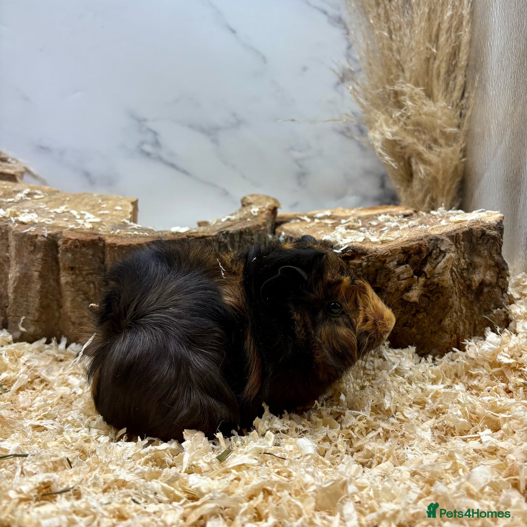 Guinea Pig rodents for sale: Lots of Baby Girls Guinea Pigs available 💗  - Image 6