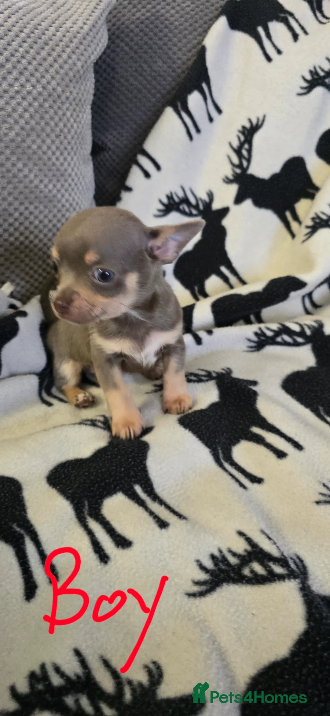 Chihuahua dogs for sale: Beautiful Chihuahua puppies  in Blackwood - Advert 15