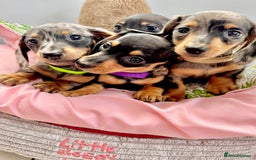 Miniature Dachshund dogs for sale: ✨ Adorabla Mini Kc PRA clear ready now  ✨✨ - Image 5