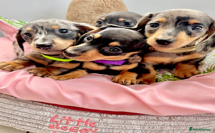 Miniature Dachshund dogs - Advert 2