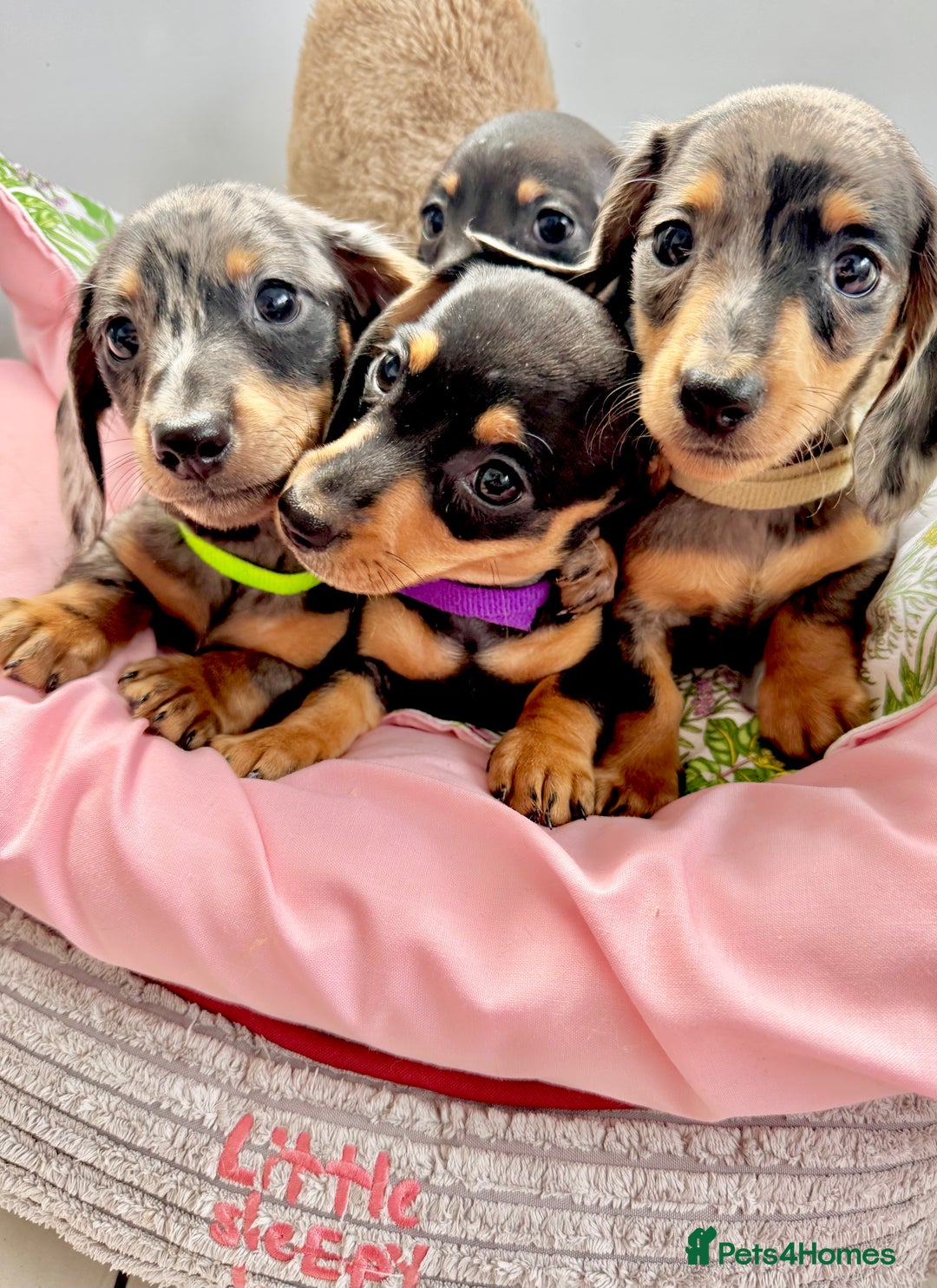 Miniature Dachshund dogs for sale: ✨ Adorabla Mini Kc PRA clear ready now  ✨✨ - Image 5