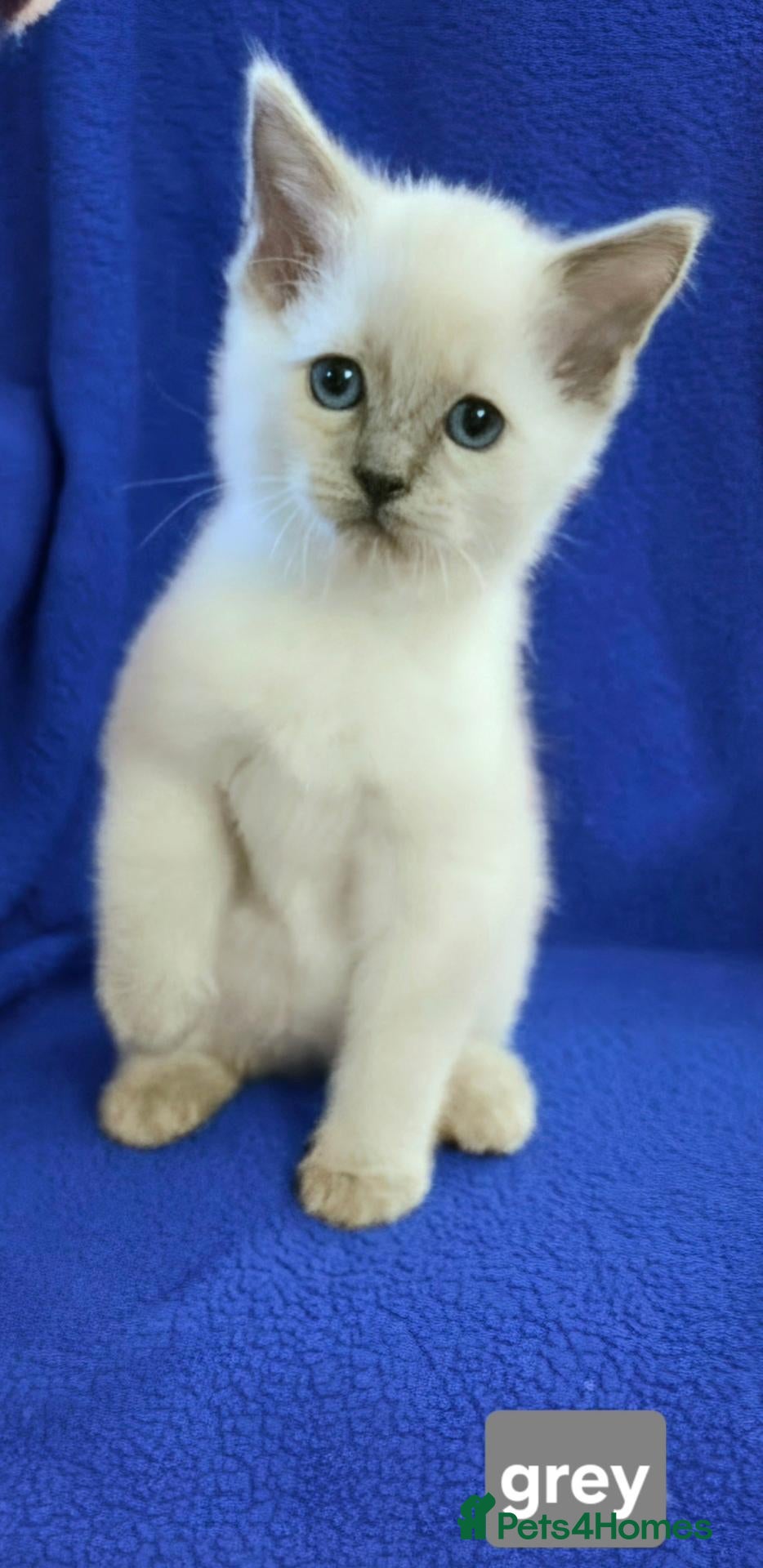 Ragdoll cats REDUCED GCCF REG CHAMPION LINE RAGDOLL KITTENS - Advert 3