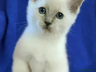 Ragdoll cats REDUCED GCCF REG CHAMPION LINE RAGDOLL KITTENS - Advert 3
