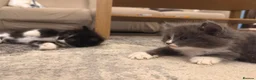 Mixed Breed cats for sale: 3 gorgeous kittens available to leave now! - Advert 22