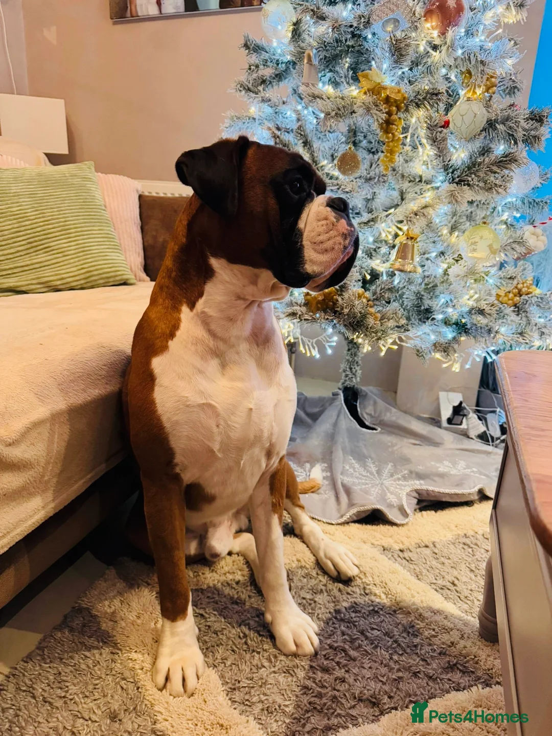 Boxer dogs for stud: King Mikey  in Rickmansworth - Advert 2