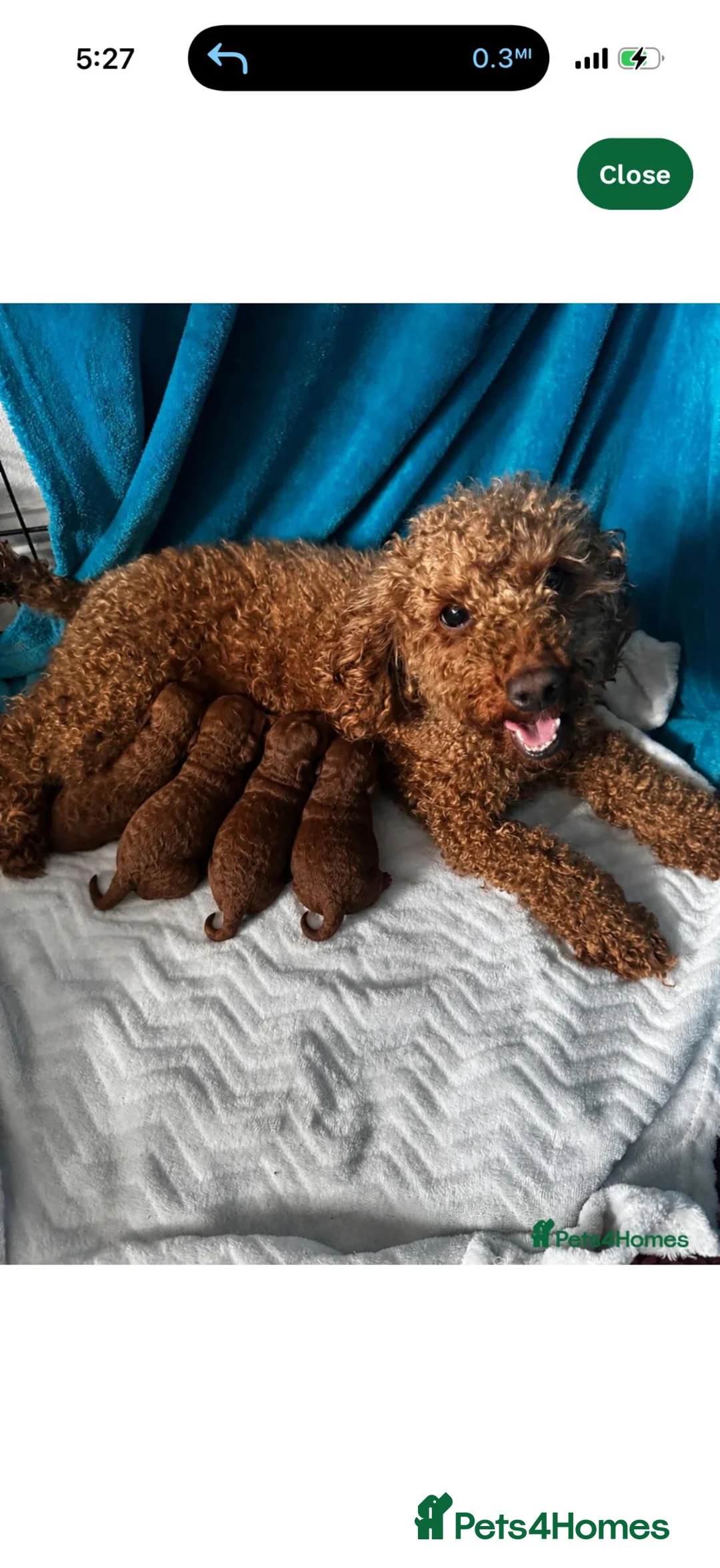 Toy Poodle dogs for sale: Red toy poodle puppy in Alfreton - Advert 1