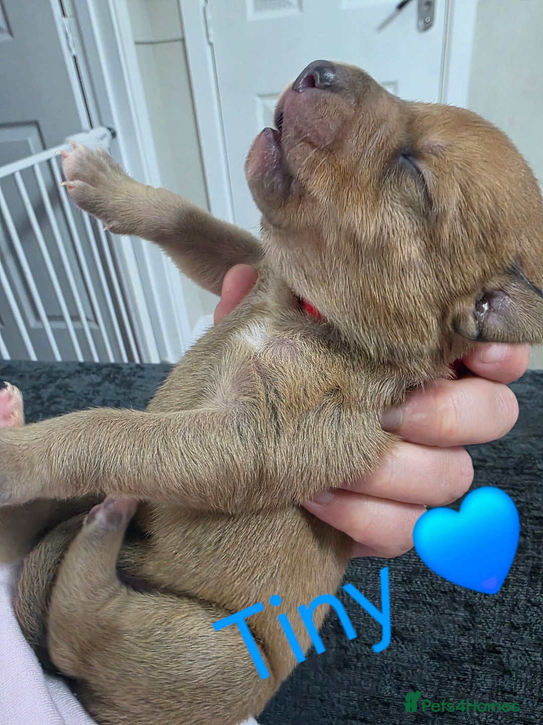 Mixed Breed dogs for sale: Saluki collie bull whippet greyhound pups - Advert 17