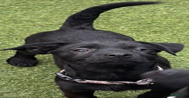 Mixed Breed dogs - Advert 14