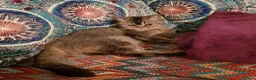 Mixed Breed cats for sale: Ragdoll X Scottish Straight Kittens in North Shields - Advert 13