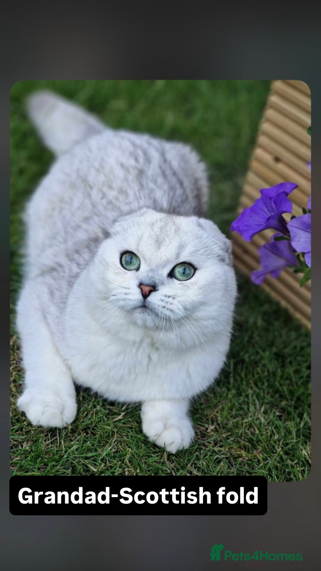 Scottish Fold cats for sale: Scottish fold / chinchilla  - Advert 16