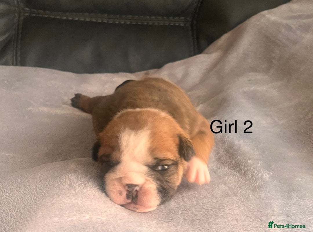 English Bulldog dogs for sale: Kc reg English bulldog puppies 🏴󠁧󠁢󠁥󠁮󠁧󠁿 - Image 15