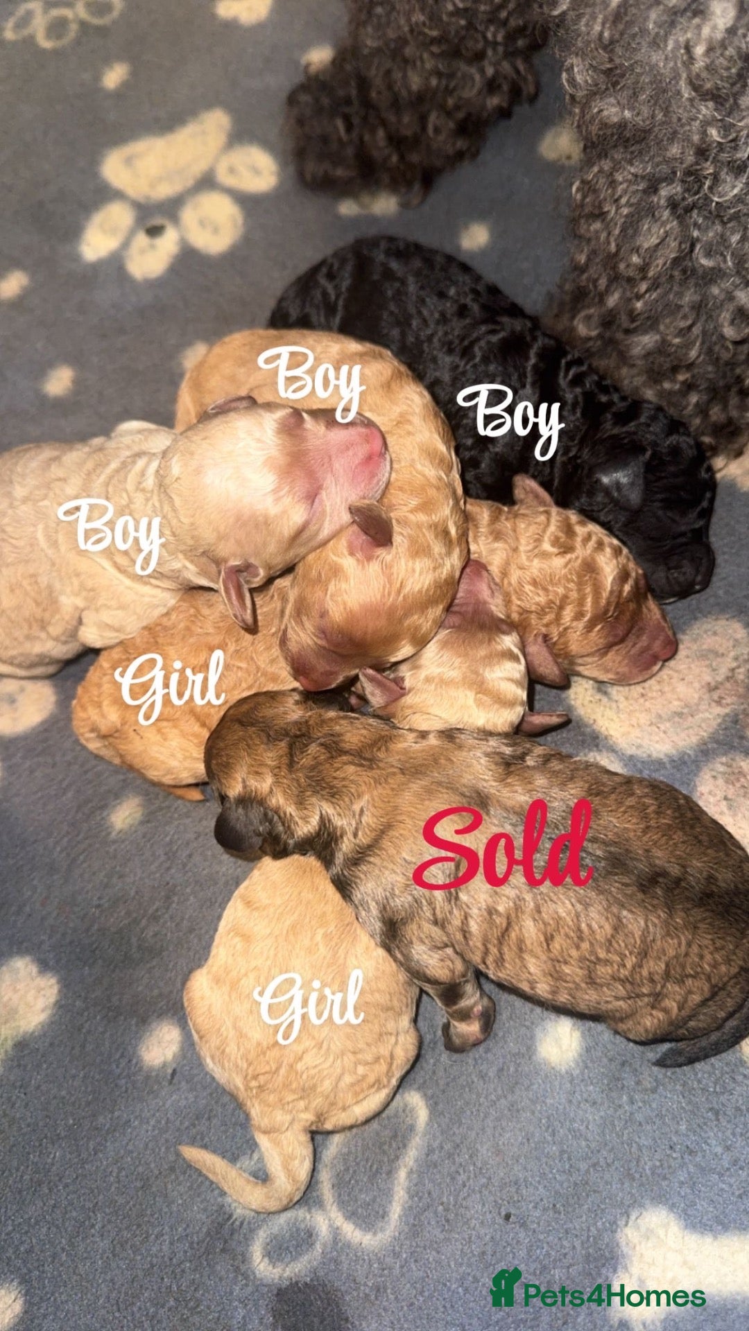 Miniature Poodle dogs Poodle puppies for sale ready November  - Advert 12