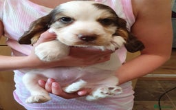 Cocker Spaniel dogs for stud: Chocolate Roan stud - Image 16