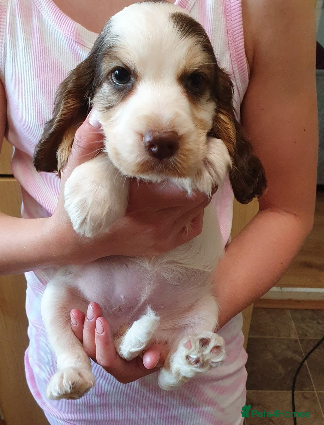 Cocker Spaniel dogs for stud: Chocolate Roan stud - Image 16