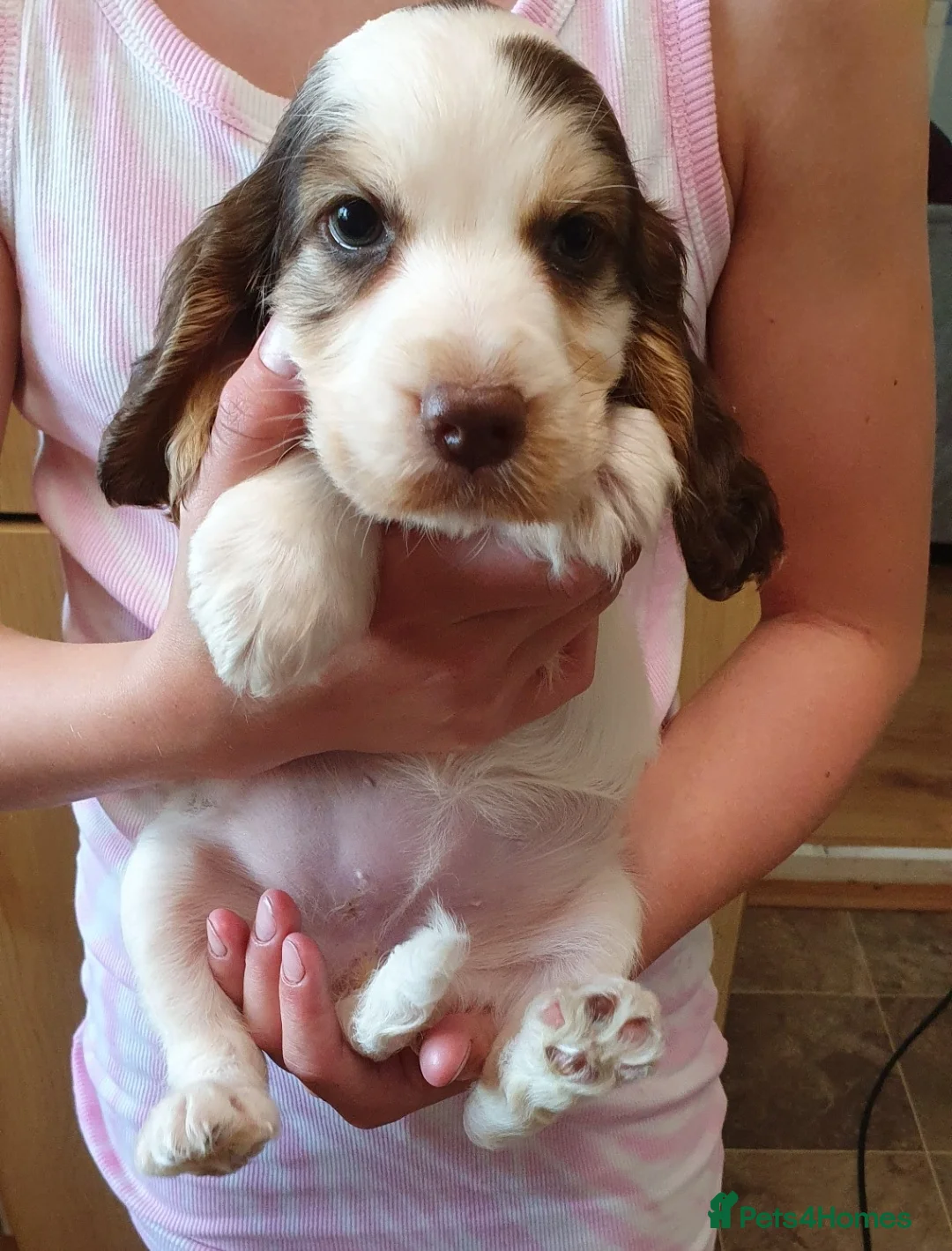 Cocker Spaniel dogs for stud: Show cocker Chocolate Roan stud - Advert 16