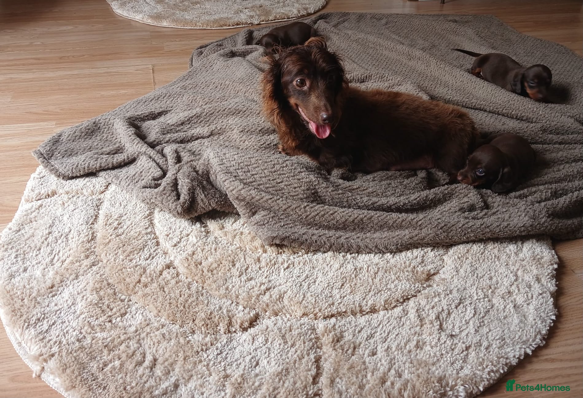 Dachshund dogs dachsands - Advert 1