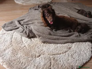 Dachshund dogs dachsands - Advert 2