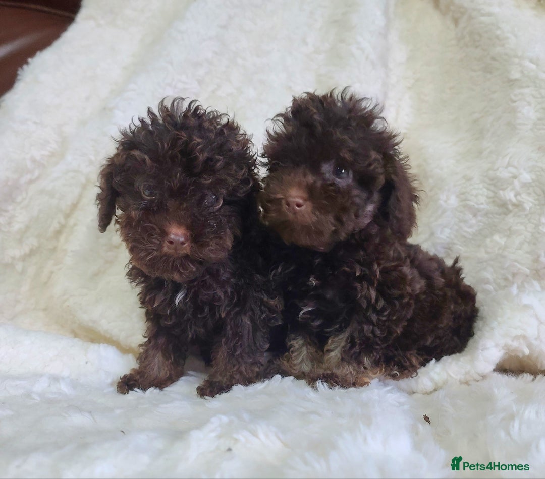Cavapoo dogs for sale: *VIDEOS* F1b Cavapoos. Chocolate & Tan. DNA tested - Image 4
