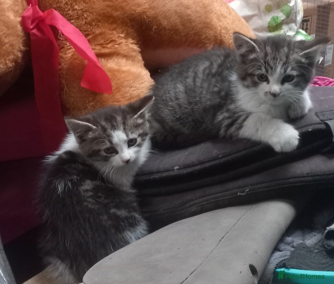 Mixed Breed cats for sale: Rescue kittens two brothers  - Image 1