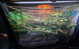 Chameleon reptiles for sale: Panther chameleon with full setup  - Advert 5