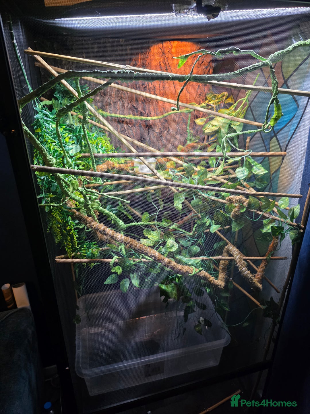 Chameleon reptiles for sale: Panther chameleon with full setup  - Advert 5