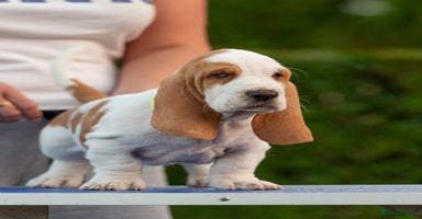 Basset Hound dogs - Advert 13