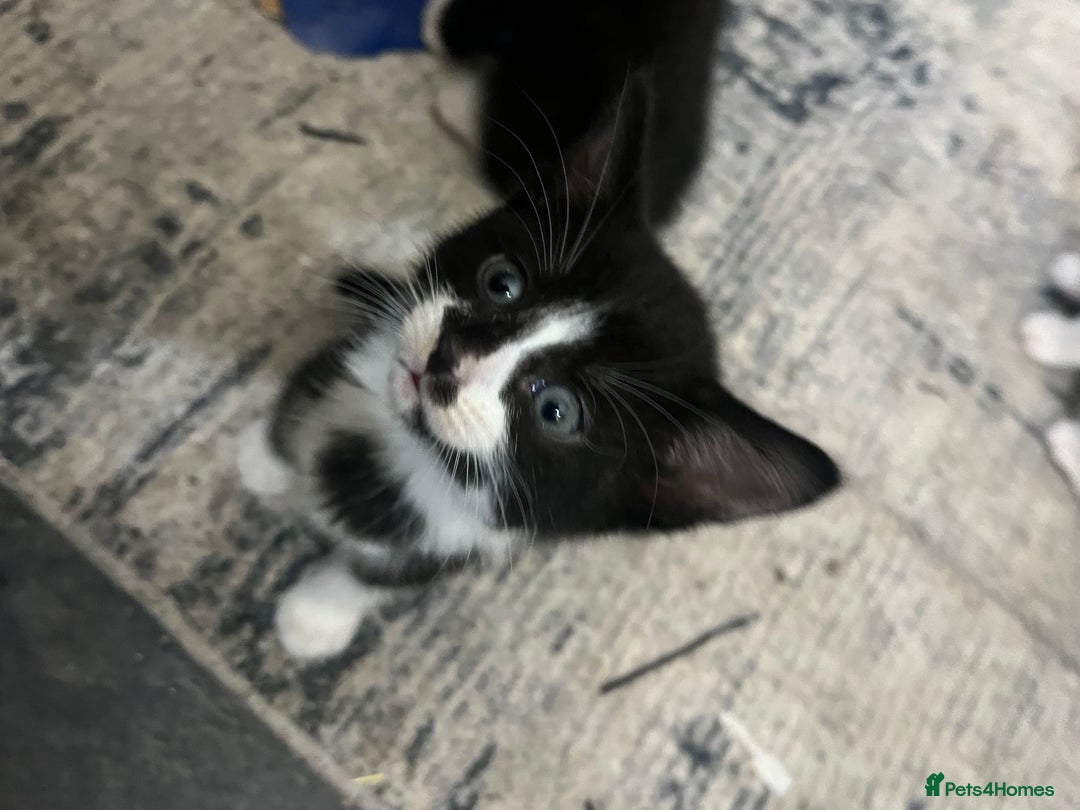 Mixed Breed cats for sale: Scottish fold cross for sale  - Image 16