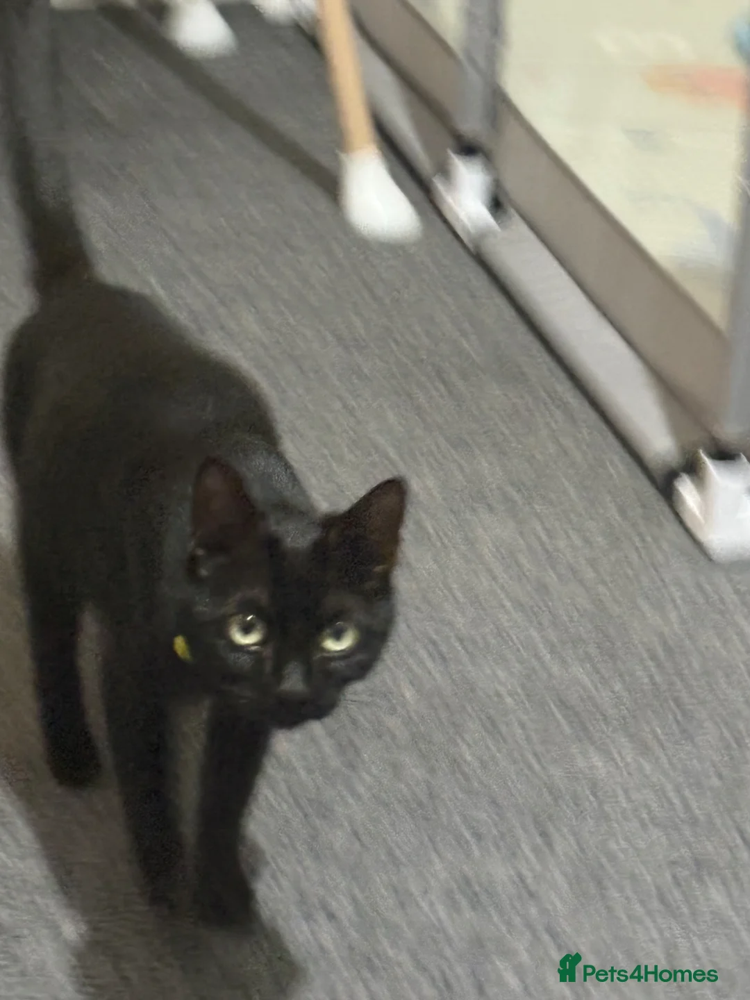 British Shorthair cats for sale: Kittens.  - Advert 1