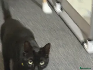 British Shorthair cats Kittens. - Advert 2