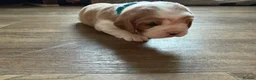 Beaglier dogs for sale: 🐾 Millie’s Beautiful Second & Final Litter 🐾 - Advert 24