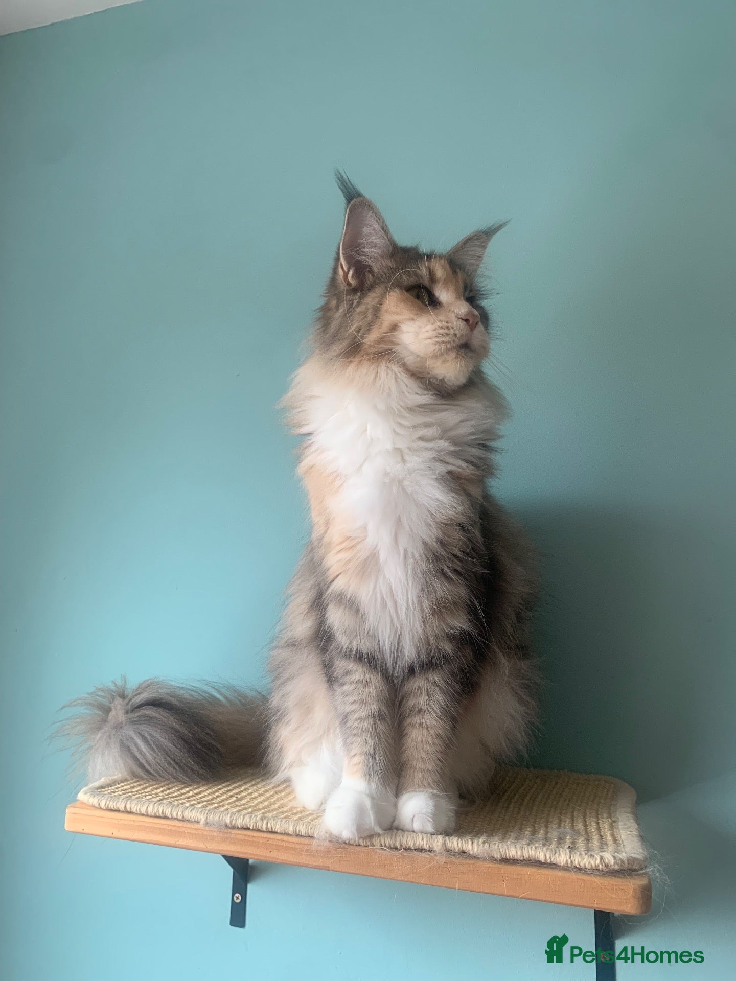 Maine Coon cats ACTIVE REG Blue Tortie and White FEMALE - Advert 2