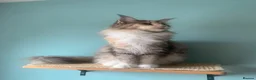 Maine Coon cats for sale: ACTIVE REG Blue Tortie and White FEMALE - Advert 2