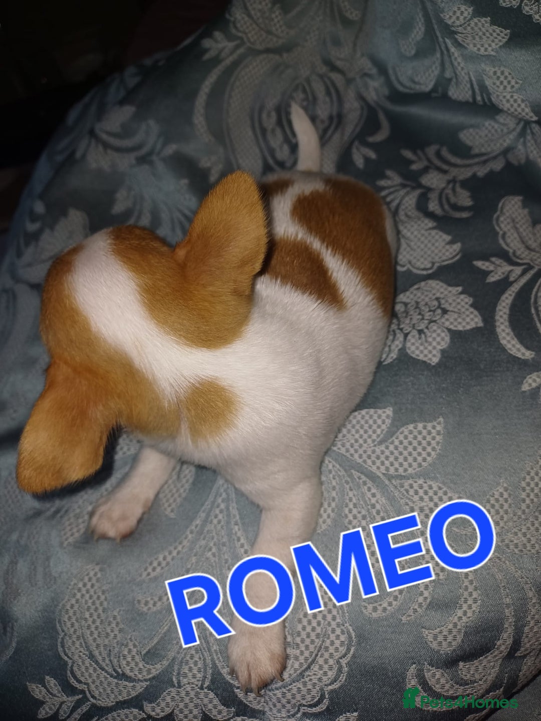 Chihuahua dogs for sale: Chihuahua pups stunning - Image 34