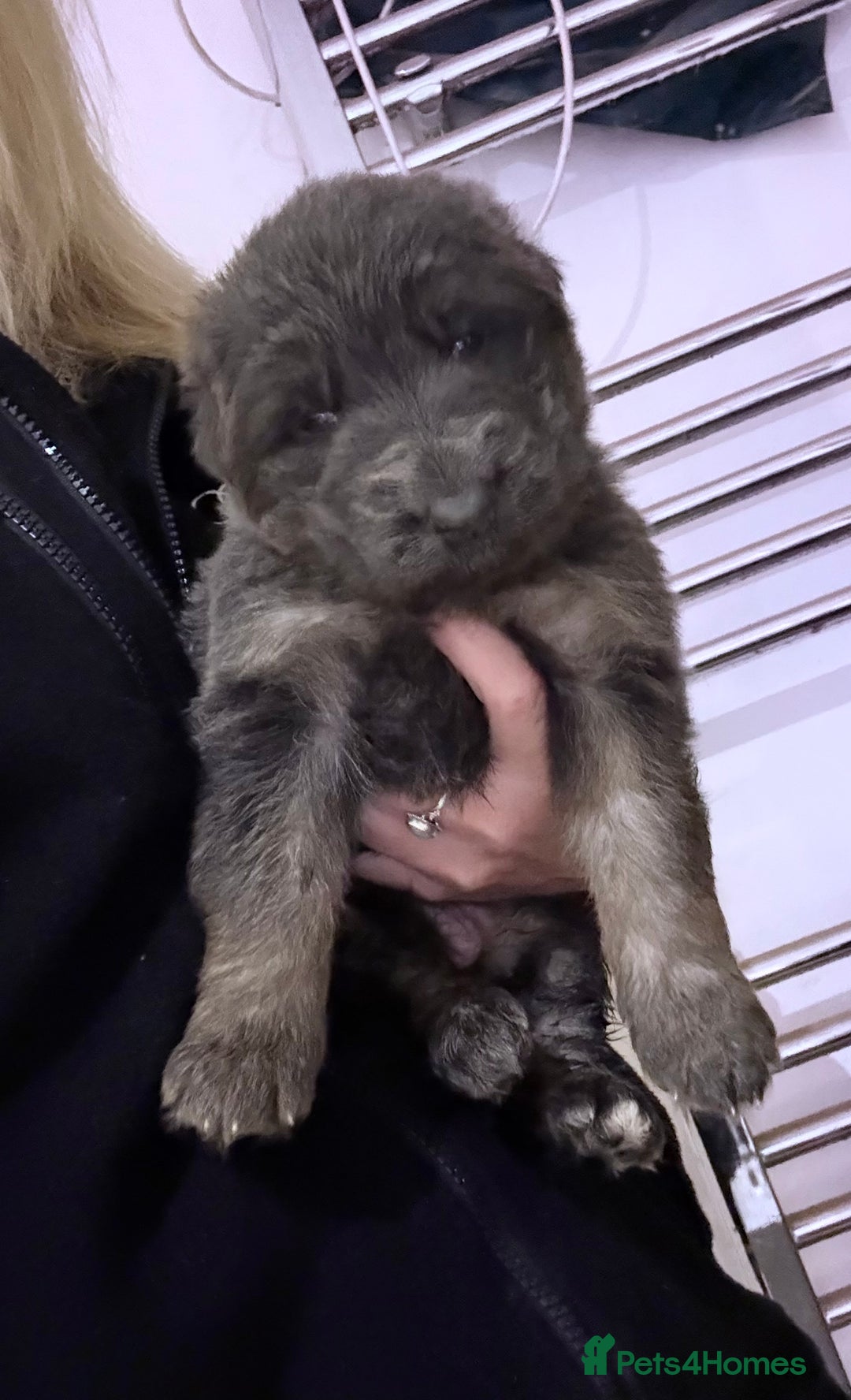 German Shepherd dogs for sale: KC GSD long coat.  Fantastic bloodlines.  - Advert 20