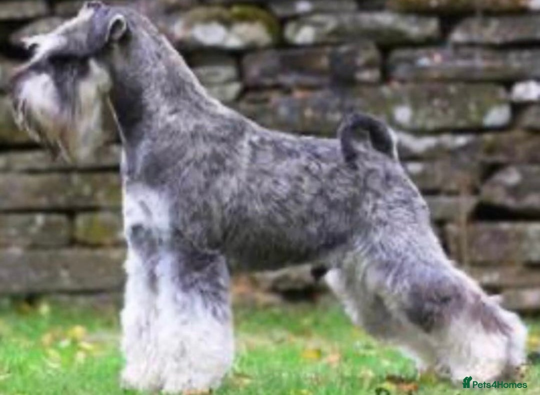 Miniature Schnauzer dogs for sale: KC registered DNA tested Miniature Schnauzer pups  - Advert 5