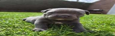 Staffordshire Bull Terrier Puppy 3