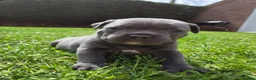 Staffordshire Bull Terrier dogs for sale: 🐾 Blue Staffy  – Champion Bloodline 🐾 - Advert 13