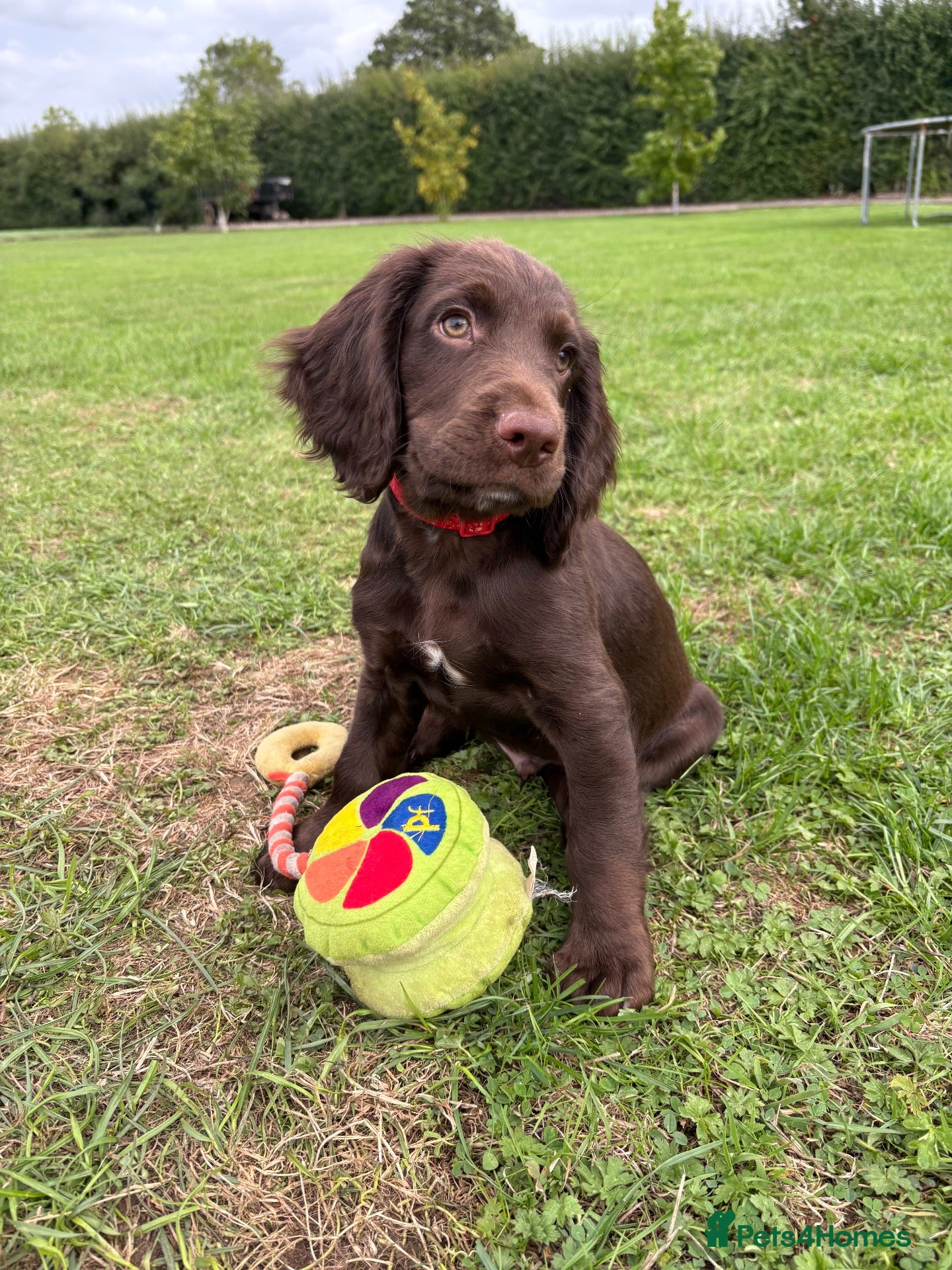 Sprocker dogs Fully DNA Health Tested F1 Sprocker Puppies - Advert 2