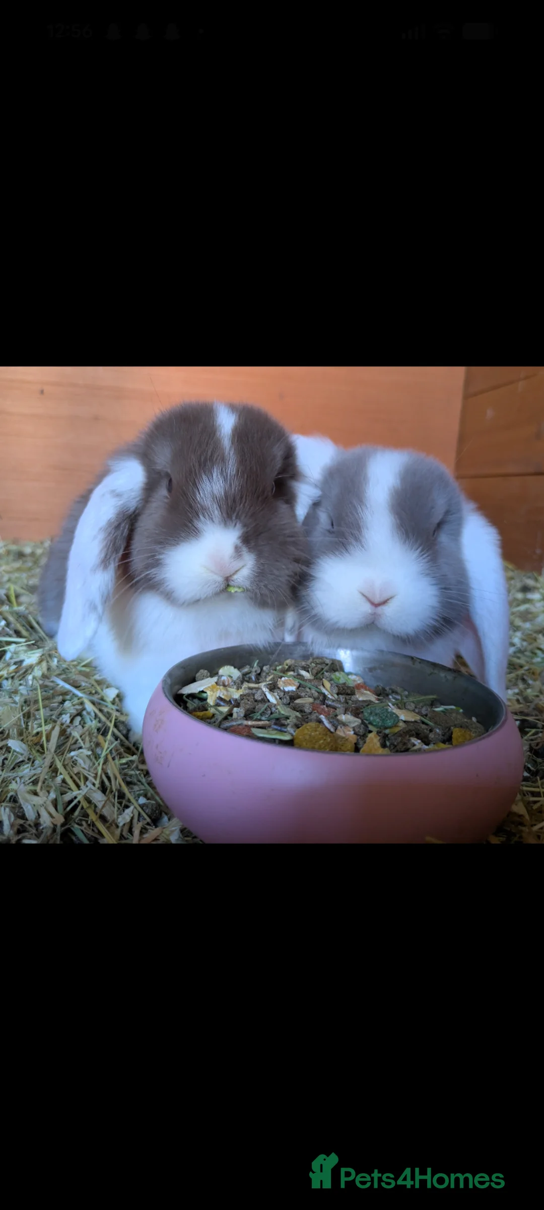 Mini Lop rabbits for sale: Stunning Mini Lops  - Advert 20