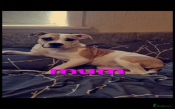 Mixed Breed dogs for sale: Beautiful Litter of 4 Puppies 🐶  - Image 11